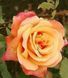 Роза чайно-гибридная ''Лолита'' ROSE 'LOLITA' высота 80-150 см Оранжевый 384 фото 1