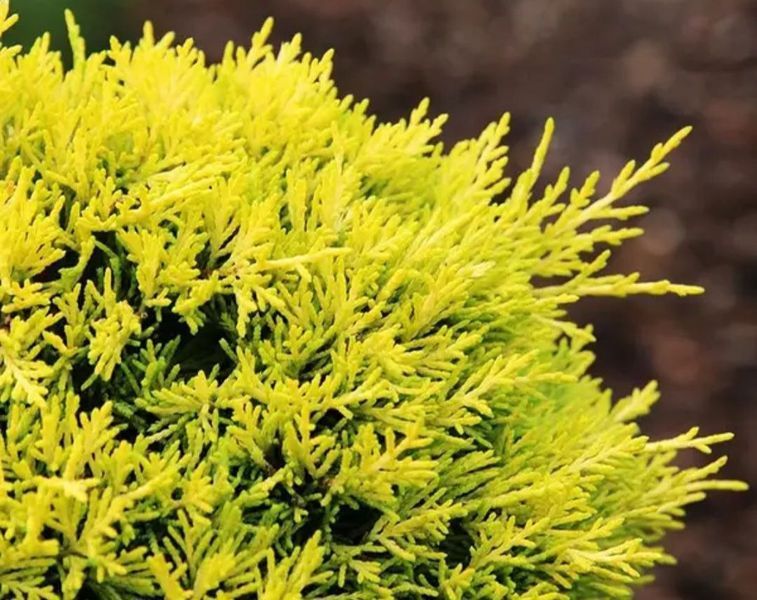 Ялівець кущовий 'Єллоу Сапфір' JUNIPERUS "YELLOW SAPPHIRE"  глечик 2 л, висота 15 см (ширина 20 см) 2 роки, Жовтий 197 фото