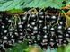 Смородина &laquo;Черный Бумер&raquo; (RIBES NIGRUM &lsquo;Black Boomer&rsquo;) Черный 953 фото 5