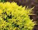 Ялівець кущовий 'Єллоу Сапфір' JUNIPERUS "YELLOW SAPPHIRE"  глечик 2 л, висота 15 см (ширина 20 см) 2 роки, Жовтий 197 фото 2