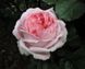 Роза чайно-гибридная ''Эмейзин грейс'' ROSE 'AMAZING GRACE' высота 80-150 см Нежно-розовый 334 фото 1