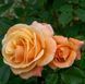 Роза чайно-гибридная ''Лолита'' ROSE 'LOLITA' высота 80-150 см Оранжевый 384 фото 3
