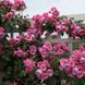 Махрова Англійська троянда ''Помпонелла'' ROSE 'POMPONELLA' Насичено-рожевий 483 фото 4