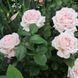 Роза чайно-гибридная ''Эмейзин грейс'' ROSE 'AMAZING GRACE' высота 80-150 см Нежно-розовый 334 фото 3