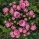 Махрова Англійська троянда ''Помпонелла'' ROSE 'POMPONELLA' Насичено-рожевий 483 фото 3