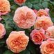 Махрова Англійська плетиста троянда ''Чіппендейл'' ROSE ' CHIPPENDALE' Помаранчевий 519 фото 1