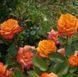 Роза чайно-гибридная ''Лолита'' ROSE 'LOLITA' высота 80-150 см Оранжевый 384 фото 4