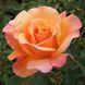 Роза чайно-гибридная ''Лолита'' ROSE 'LOLITA' высота 80-150 см Оранжевый 384 фото 2