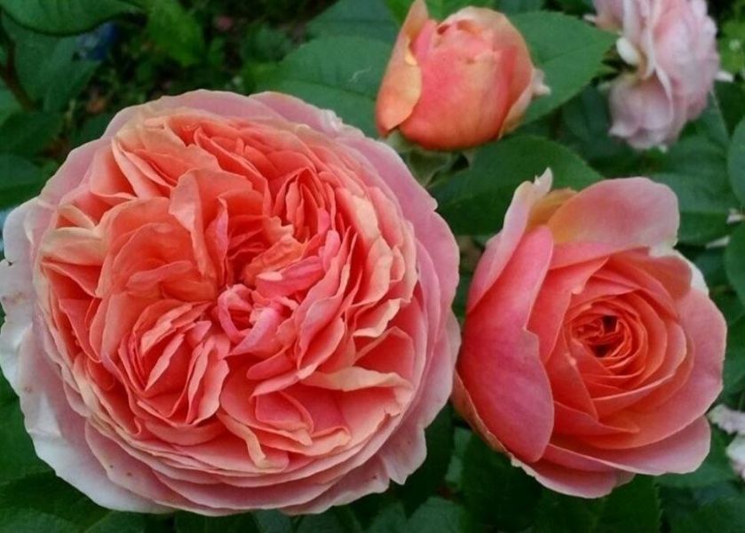 Махрова Англійська плетиста троянда ''Чіппендейл'' ROSE ' CHIPPENDALE' Помаранчевий 519 фото