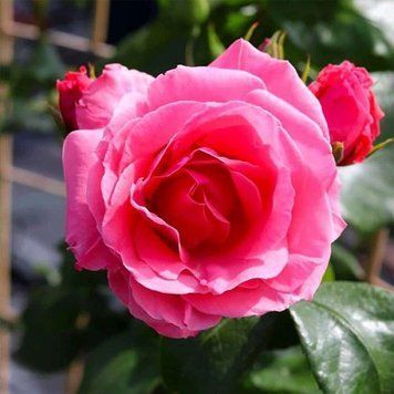 Роза плетистая ''Лавиния'' ROSE 'LAVINIA' высота от 3 до 7 метров Розовый 435 фото
