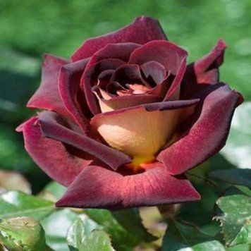 Троянда чайно-гібридна ''Едді Мітчел'' ROSE 'EDDY MITCHELL' висота 80-150 см Бордовий 335 фото
