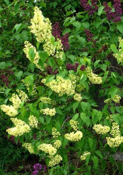 Бузок "Примроуз" SYRINGA VULGARIS 'PRIMROSE' сортовий, махровий, привитий, глечик с2 л, ЗКС, 40-80 см, Жовтий 152 фото