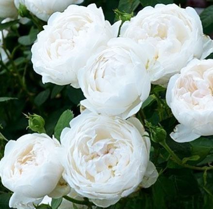 Махрова Английская плетистая роза ''Английская Белая'' ROSE 'WHITE ENGLISH' Белый 484 фото