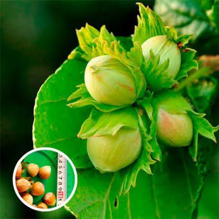 Фундук 'Галле' (Corylus avellana 'Galle') 50-100 см Темно-зеленый 1054 фото