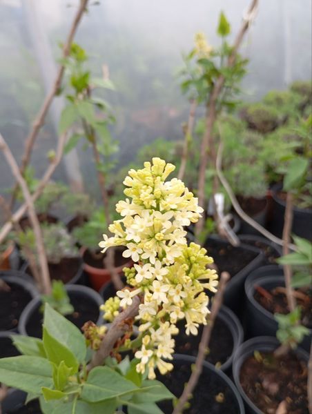 Бузок "Примроуз" SYRINGA VULGARIS 'PRIMROSE' сортовий, махровий, привитий, глечик с2 л, ЗКС, 40-80 см, Жовтий 152 фото