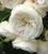Махрова Английская плетистая роза ''Английская Белая'' ROSE 'WHITE ENGLISH' Белый 484 фото