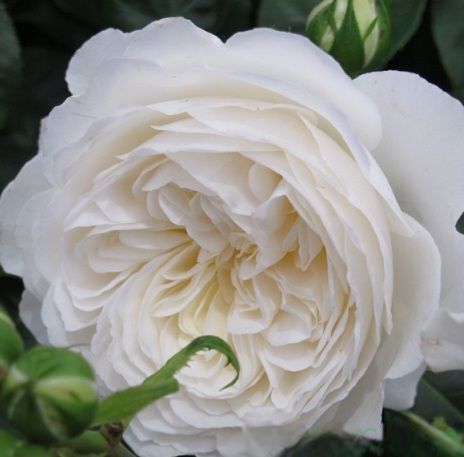 Махрова Английская плетистая роза ''Английская Белая'' ROSE 'WHITE ENGLISH' Белый 484 фото
