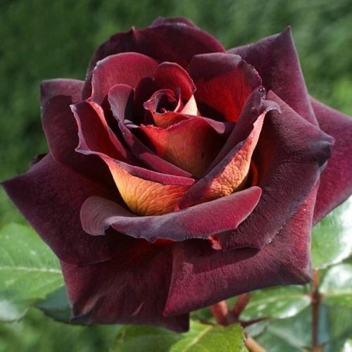 Троянда чайно-гібридна ''Едді Мітчел'' ROSE 'EDDY MITCHELL' висота 80-150 см Бордовий 335 фото