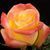 Троянда чайно-гібридна ''Флоріда'' ROSE 'FLORIDA' висота 80-150 см Жовтий/ Червоний 385 фото