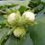Фундук 'Галле' (Corylus avellana 'Galle') 50-100 см Темно-зеленый 1054 фото