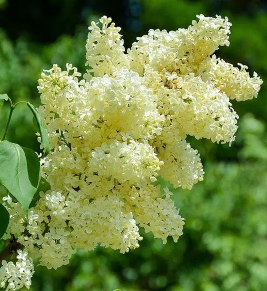 Бузок "Примроуз" SYRINGA VULGARIS 'PRIMROSE' сортовий, махровий, привитий, глечик с2 л, ЗКС, 40-80 см, Жовтий 152 фото
