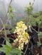 Бузок "Примроуз" SYRINGA VULGARIS 'PRIMROSE' сортовий, махровий, привитий, глечик с2 л, ЗКС, 40-80 см, Жовтий 152 фото 6