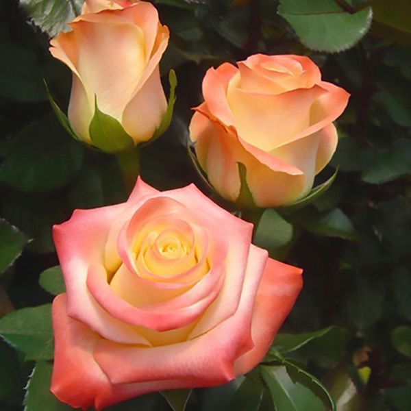 Троянда чайно-гібридна ''Флоріда'' ROSE 'FLORIDA' висота 80-150 см Жовтий/ Червоний 385 фото
