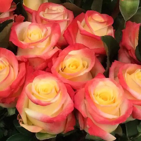 Троянда чайно-гібридна ''Флоріда'' ROSE 'FLORIDA' висота 80-150 см Жовтий/ Червоний 385 фото