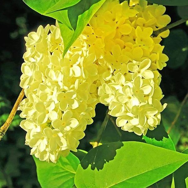 Бузок "Примроуз" SYRINGA VULGARIS 'PRIMROSE' сортовий, махровий, привитий, глечик с2 л, ЗКС, 40-80 см, Жовтий 152 фото