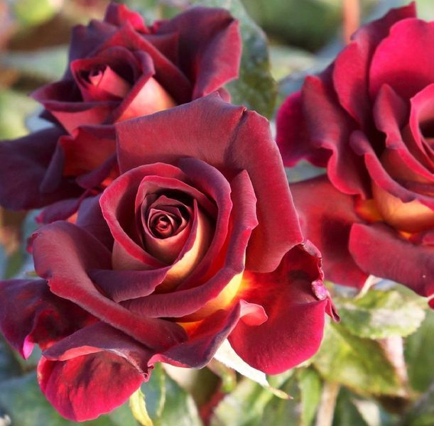 Троянда чайно-гібридна ''Едді Мітчел'' ROSE 'EDDY MITCHELL' висота 80-150 см Бордовий 335 фото