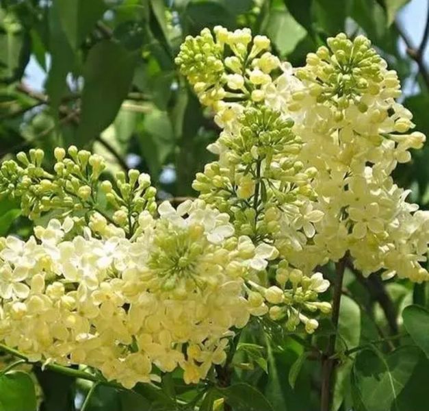 Бузок "Примроуз" SYRINGA VULGARIS 'PRIMROSE' сортовий, махровий, привитий, глечик с2 л, ЗКС, 40-80 см, Жовтий 152 фото