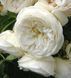 Махрова Английская плетистая роза ''Английская Белая'' ROSE 'WHITE ENGLISH' Белый 484 фото 1