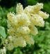 Бузок "Примроуз" SYRINGA VULGARIS 'PRIMROSE' сортовий, махровий, привитий, глечик с2 л, ЗКС, 40-80 см, Жовтий 152 фото 4