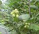 Фундук 'Галле' (Corylus avellana 'Galle') 50-100 см Темно-зеленый 1054 фото 2