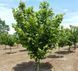 Фундук 'Галле' (Corylus avellana 'Galle') 50-100 см Темно-зеленый 1054 фото 4