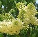 Бузок "Примроуз" SYRINGA VULGARIS 'PRIMROSE' сортовий, махровий, привитий, глечик с2 л, ЗКС, 40-80 см, Жовтий 152 фото 3