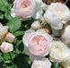 Махрова Англійська плетиста троянда ''Герцогиня Кристина'' ROSE 'HERZOGIN CHRISTIANA' Ніжно-рожевий 520 фото 3