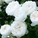 Махрова Английская плетистая роза ''Английская Белая'' ROSE 'WHITE ENGLISH' Белый 484 фото 3