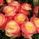 Троянда чайно-гібридна ''Флоріда'' ROSE 'FLORIDA' висота 80-150 см Жовтий/ Червоний 385 фото 4
