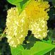 Бузок "Примроуз" SYRINGA VULGARIS 'PRIMROSE' сортовий, махровий, привитий, глечик с2 л, ЗКС, 40-80 см, Жовтий 152 фото 2