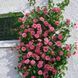 Роза плетистая ''Лавиния'' ROSE 'LAVINIA' высота от 3 до 7 метров Розовый 435 фото 3