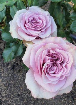 Троянда чайно-гібридна ''Луллабі'' ROSE 'LULLABY' висота 40-50 см Бузковий 386 фото