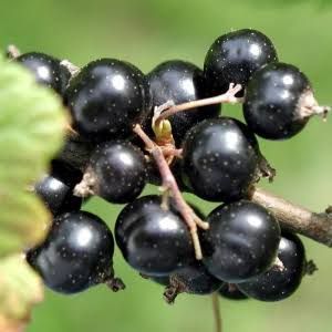 Смородина &laquo;Око Дракону&raquo; (RIBES NIGRUM &lsquo;Dragon Eye&rsquo;) Чорний 955 фото