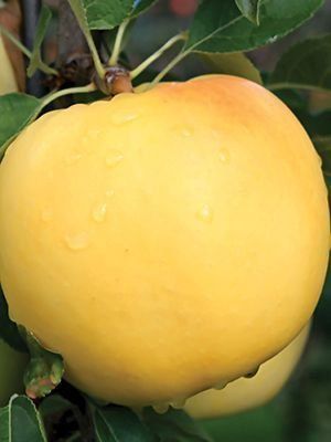 Яблуня 'Золота ренета' MALUS DOMESTICA "ZOLOTA RENETA" висота 120-140 см Золотисто-жовтий 244 фото