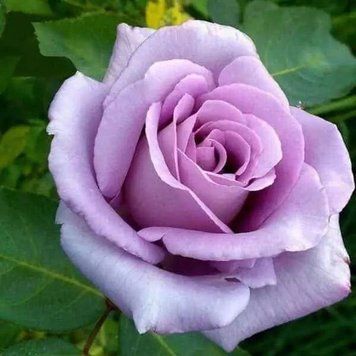 Роза плетистая ''Блу Мун'' ROSE 'BLUE MOON' высота от 3 до 7 метров Сиреневый 436 фото