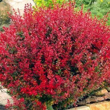 Барбарис Red Hot Chili Berberis thunbergii 'Red Hot Chili' Ярко-красный 807 фото