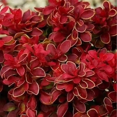 Барбарис Red Hot Chili Berberis thunbergii 'Red Hot Chili' Ярко-красный 807 фото