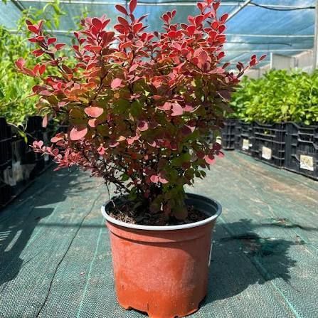 Барбарис Red Hot Chili Berberis thunbergii 'Red Hot Chili' Ярко-красный 807 фото