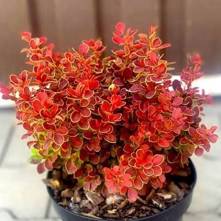 Барбарис Red Hot Chili Berberis thunbergii 'Red Hot Chili' Ярко-красный 807 фото