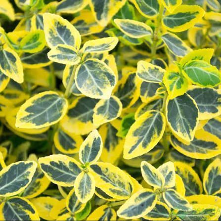 Бересклет Admiral Gold (Euonymus fortunei 'Admiral Gold') 100-150 см Золотисто-желтый 1055 фото